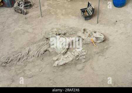 Ossa di dinosauro reali in una ricostruzione di un campo di scavo di dinosauri nel William Sill Museum nel Parco provinciale di Ischigualasto, Argentina. Foto Stock