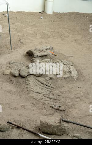 Ossa di dinosauro reali in una ricostruzione di un campo di scavo di dinosauri nel William Sill Museum nel Parco provinciale di Ischigualasto, Argentina. Foto Stock