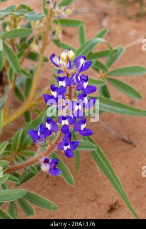 Rusty Lupine o Dwarf Lupine, Lupinus pusillus, che cresce nelle dune di sabbia nel deserto di San Rafael vicino a Hanksville, Utah. Foto Stock