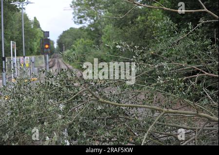 Un albero è caduto sui binari della stazione ferroviaria di Hampton Court, i venti alti che seguono oggi hanno portato a un livello ridotto di servizio per i visitatori dell'Hampton Court Garden Festival che tornano a casa dopo aver partecipato allo spettacolo. Un ingegnere della rete ferroviaria era in loco e stava valutando la situazione, osservando che questo tipo di incidente era molto più comune nei mesi autunnali e invernali che nella metà dell'estate. L'Hampton Court Garden Festival apre completamente al pubblico in generale domani, quando è atteso un elevato numero di visitatori. Foto Stock