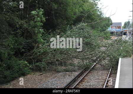 Un albero è caduto sui binari della stazione ferroviaria di Hampton Court, i venti alti che seguono oggi hanno portato a un livello ridotto di servizio per i visitatori dell'Hampton Court Garden Festival che tornano a casa dopo aver partecipato allo spettacolo. Un ingegnere della rete ferroviaria era in loco e stava valutando la situazione, osservando che questo tipo di incidente era molto più comune nei mesi autunnali e invernali che nella metà dell'estate. L'Hampton Court Garden Festival apre completamente al pubblico in generale domani, quando è atteso un elevato numero di visitatori. Foto Stock