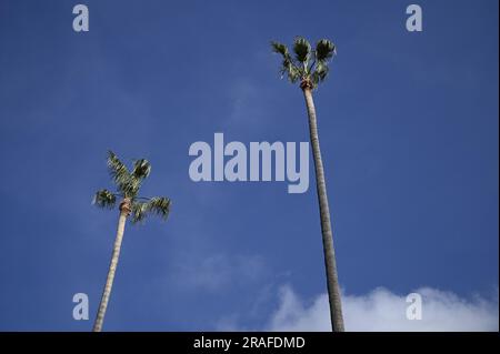 Palme Washingtonia robusta in Piazza Vittorio Emanuele a Monreale, Sicilia. Foto Stock