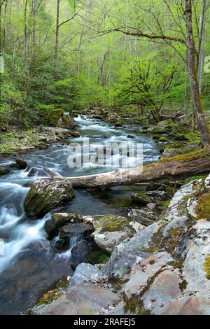 Middle Prong Little River, Great Smoky Mountains National Park, aprile, TN, USA, di Dominique Braud/Dembinsky Phoot Assoc Foto Stock