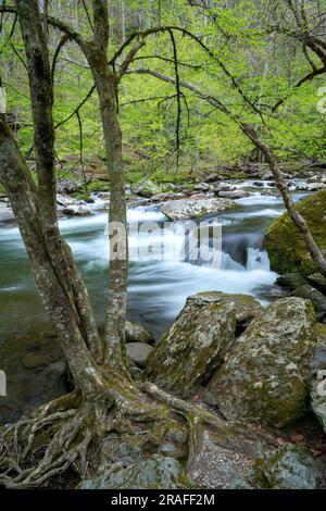 Little River, Great Smoky Mountains National Park, TN, USA, Spring, by Dominique Braud/Dembinsky Photo Assoc Foto Stock