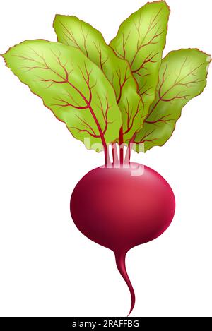 Verdure fresche di barbabietola da cartoni animati Illustrazione Vettoriale