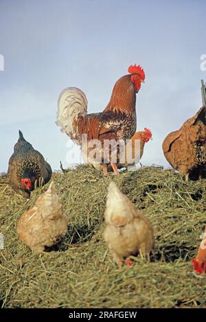 gallo e galline, Alvernia, Francia Foto Stock