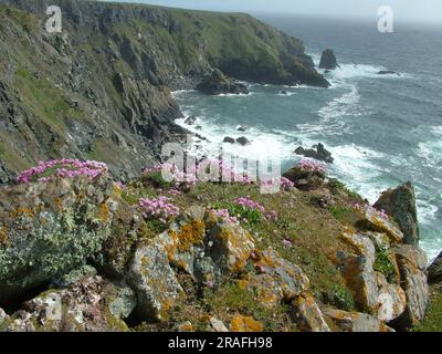 Pink Thrift tra le rocce coperte di licheni sulla costa frastagliata della penisola di Lizard in Cornovaglia. Scogliere ripide cadono nel mare schiumoso in un luminoso S. Foto Stock