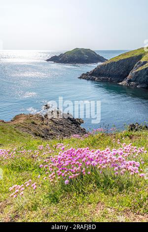 Sea Pinks (thrift) fioriscono sulle scogliere accanto al Pembrokeshire Coast Path National Trail presso il faro di Strumble Head, Pembrokeshire, Galles, Regno Unito Foto Stock