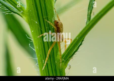 Primo piano di un ragno di granchio, Philodromus dispar, che si nutre di una larva di coleottero che ha ucciso. Vista dorsale. Foto Stock