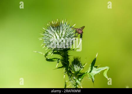 La mosca Lucilia è un genere di mosche di soffiaggio, nella famiglia Calliphoridae su un cardo Foto Stock