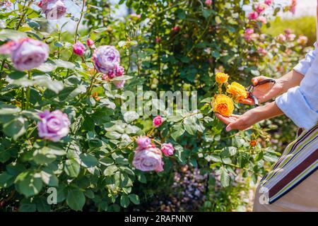 Il giardiniere ama la fioritura di rose nel giardino estivo. Donna che controlla le rose viola Novalis e gialle Graham Thomas Foto Stock