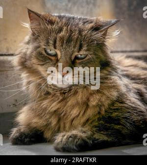 Tabby giovane gatta marrone con occhi verdi e orecchie lunghe Foto Stock