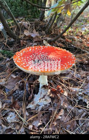 Amanita Muscaria. Fungo agarico selvatico e velenoso Fly nella foresta. Autunno nelle giornate di sole. Foto Stock