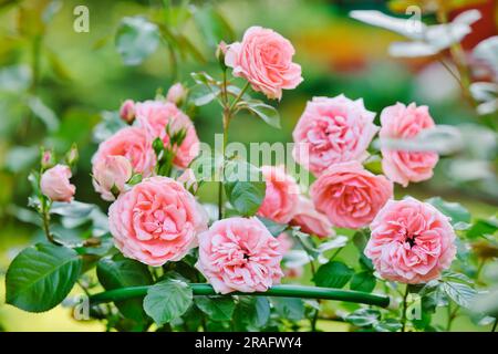 Molte rose rosa in primo piano nel giardino. Rosa rosa rosa cespugli fioriti Foto Stock