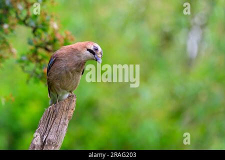 Jay, Garrulus glandarius, appollaiati su un ramo d'albero. Foto Stock