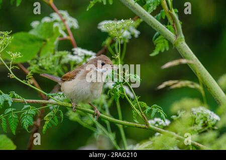 Giovane comune Whitehocle, Sylvia Communis, tra salmastri Foto Stock