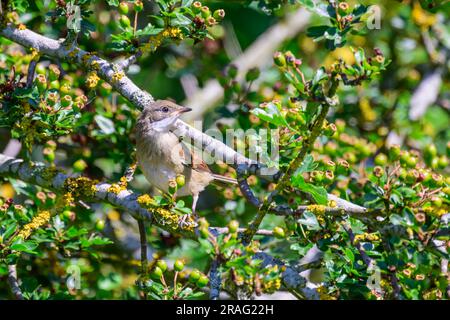 La nascente Whitethroat, Sylvia communis, arroccata su un ramo. Foto Stock