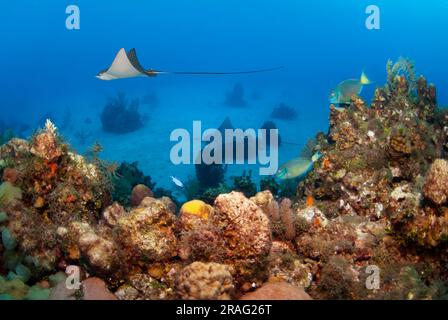 Razze di aquila maculata (Aetobatus narinari) che nuotano sulla barriera corallina. Foto Stock