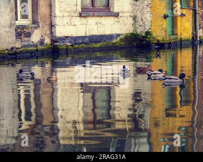 Anatre Mallard che nuotano nei canali di Bruges in Belgio. Con i riflessi degli edifici colorati sull'acqua. Foto Stock