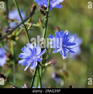 La cicoria (Cichorium intybus) fiorisce in natura in estate Foto Stock