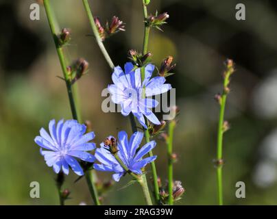 La cicoria (Cichorium intybus) fiorisce in natura in estate Foto Stock