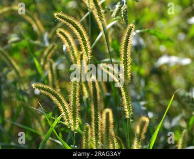 Setaria cresce nel campo in natura. Foto Stock