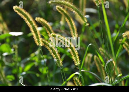 Setaria cresce nel campo in natura. Foto Stock