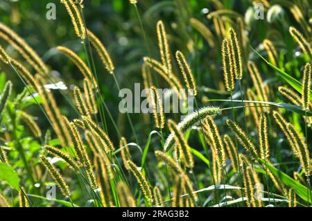 Setaria cresce nel campo in natura. Foto Stock