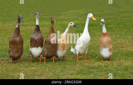 Sei Runner Ducks in fila isolate sull'erba Foto Stock