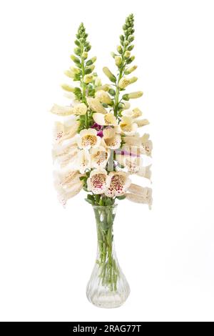 Bouquet di foxglove appena selezionato in un vaso di vetro su sfondo bianco. Foto Stock