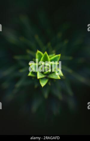 Macro di una parte dell'albero di Araucaria, bianco e nero verde, motivo e trama, effetto opaco, spazio di copia, atmosfera scura, grandi dimensioni Foto Stock