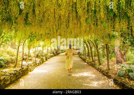 Donna che cammina attraverso il laburnum Walk nei giardini National Trust Bodnant vicino a Conway nel galles del Nord Foto Stock