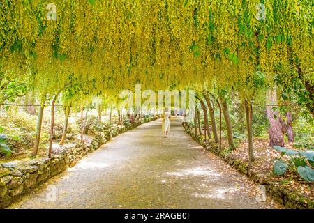 Donna che cammina attraverso il laburnum Walk nei giardini National Trust Bodnant vicino a Conway nel galles del Nord Foto Stock