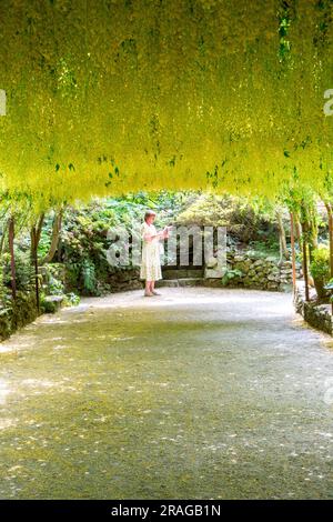 Il laburnum Walk presso i giardini National Trust Bodnant vicino a Conway nel galles del Nord Foto Stock