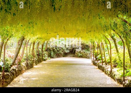 Il laburnum Walk presso i giardini National Trust Bodnant vicino a Conway nel galles del Nord Foto Stock