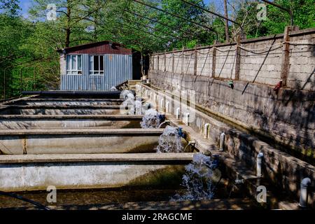 Allevamento di trote in piscine in fattoria di pesce. Foto Stock