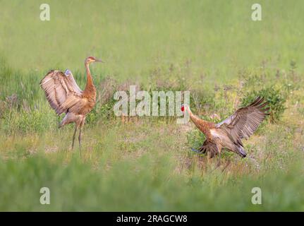 Le gru Sandhill eseguono la loro danza di accoppiamento nel nord del Wisconsin. Foto Stock