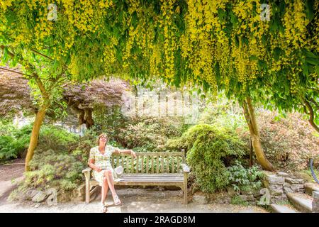 Il laburnum Walk presso i giardini National Trust Bodnant vicino a Conway nel galles del Nord Foto Stock