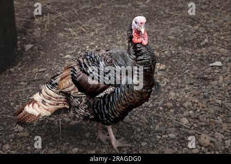 Immagine di un tacchino domestico Meleagris gallopavo domesticus con una piuma nera di piumaggio. La turchia interna (Meleagris gallopavo domesticus Foto Stock