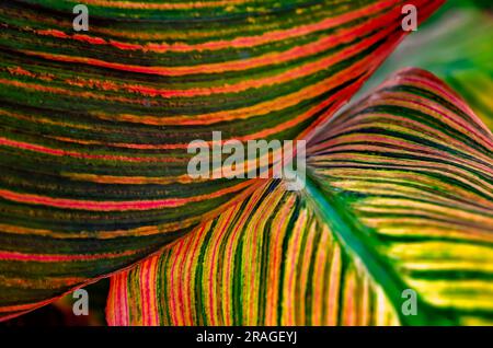 Una foglia di canna giglio (canna) è raffigurata, il 24 giugno 2023, a Moss Point, Mississippi. Foto Stock