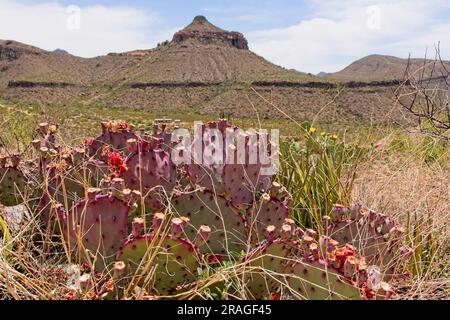 Il cactus di fico d'India (Opuntia macrocentra) fa da cornice al lontano ranch di Homer Wilson a Oak Springs nel Big Bend National Park Texas Foto Stock