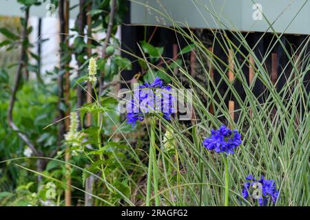 Londra, Regno Unito, 3 luglio 2023, è il 30° anniversario del festival; quest'anno, ci sono più di ottanta espositori. Con 31 acri pieni di meraviglie orticole. Centoventi vivai e coltivatori leader. Trentanove giardini, aree e letti Sensory Pocket Planting. Il festival si apre al pubblico dal 4 al 9 luglio 2023., Andrew Lalchan Photography/Alamy Live News Foto Stock