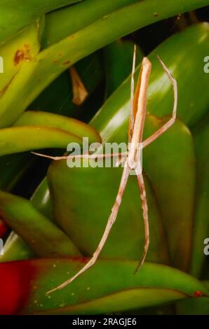 Rufous NET-casting Spider, Deinopsis subrufa, con NET, Malanda, Australia. Foto Stock