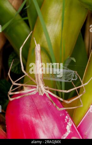 Rufous NET-casting Spider, Deinopsis subrufa, con NET, Malanda, Australia. Foto Stock