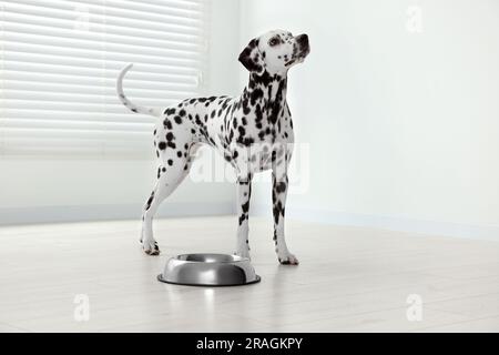 Adorabile cane dalmata e ciotola per nutrire al chiuso Foto Stock