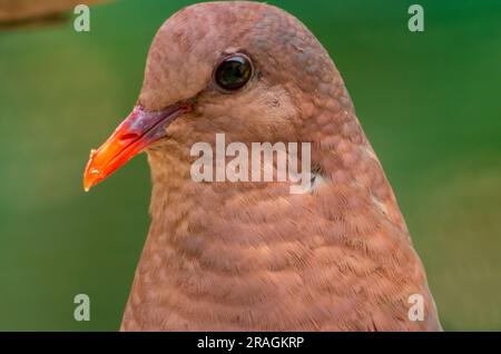 Pacific Emerald dove, Chalcophaps indica, Malanda, Australia. Foto Stock