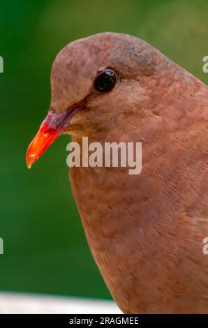 Pacific Emerald dove, Chalcophaps indica, Malanda, Australia. Foto Stock