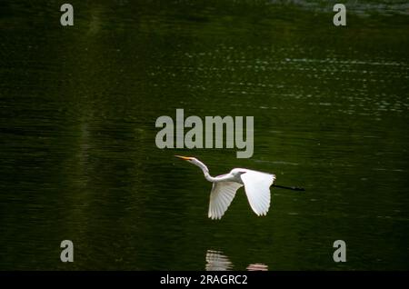 Eastern Great Egret, Ardea alba modesta, in volo, Hasties Swamp, Australia. Foto Stock