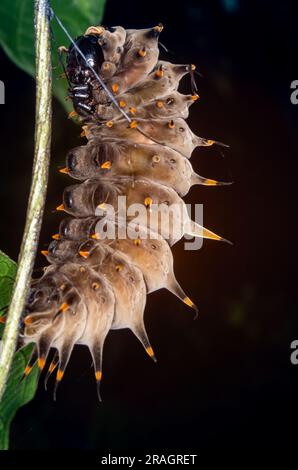 Cairns Birdwing Butterfly, Ornithoptera euphorion, Caterpillar, con Tether che si prepara a formare Chrysalis. Foto Stock