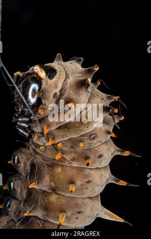 Cairns Birdwing Butterfly, Ornithoptera euphorion, Caterpillar, con Tether che si prepara a formare Chrysalis. Foto Stock